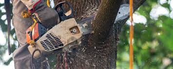 How Our Tree Care Process Works  in  Norlina, NC