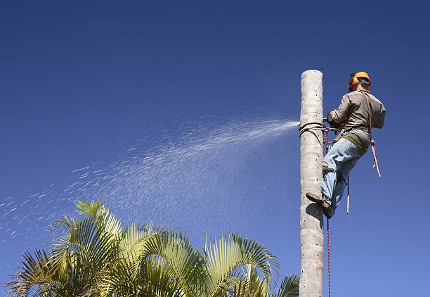 Leaf Removal in Norlina, NC
