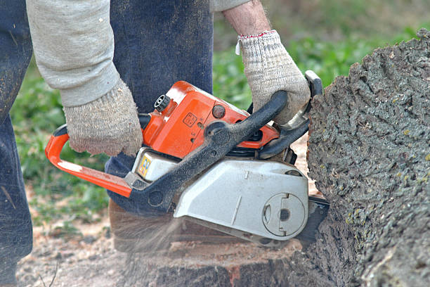 Trusted Norlina, NC Tree Care Experts